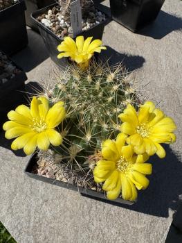 Weingartia lanata